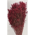 Preserved Limonium Red 4.5oz.